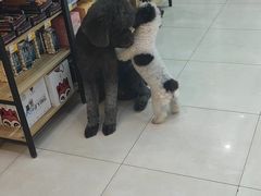 -翊宠yipet猫狗购宠庄园犬舍•猫舍