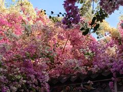 -深圳国际园林花卉博览园