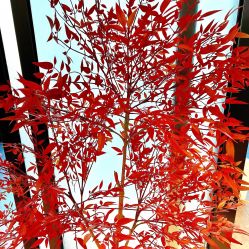 -MJ skin care国际皮肤管理中心