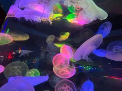 -太平洋海底世界