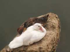 -南翠屏公园