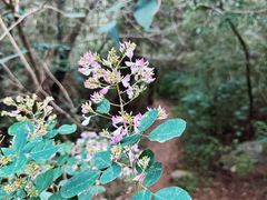 -北京西山国家森林公园