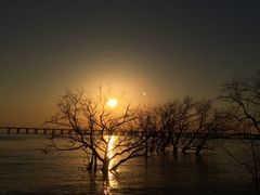 -宝安西湾红树林湿地公园