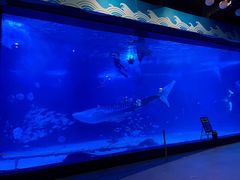 -烟台海昌鲸鲨海洋公园