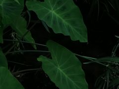 -成都市活水公园