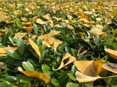 -重庆市江北嘴中央商务区中央公园