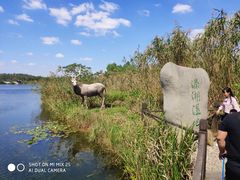-溱湖国家湿地公园