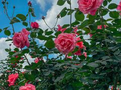 -都江堰玫瑰花溪谷