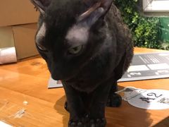 -猫小院猫主题餐厅(三里屯店)