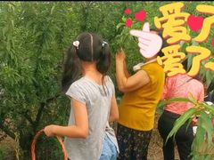 -樂桃源奉贤黄桃种植采摘基地