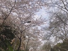 -武汉大学-樱园