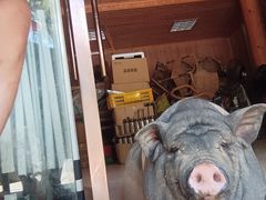 -小小饭店·休闲农庄·安吉松树林里的农家菜