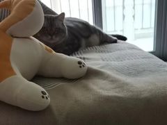 -伟伟宠物医院·瑞派猫友好医院·猫科(光谷店)