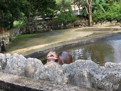 -清迈夜间动物园