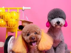 -读宠于你·约克夏比熊·睫角守宫·爬宠售卖(高新店)