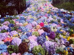 -上海共青森林公园