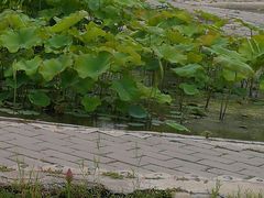 -白洋淀景区