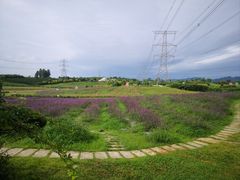 -紫颐香薰山谷景区