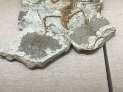 -衢州市博物馆
