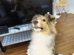 -汪说·狗咖·拼豆·宠物周边DIY(旺城大厦店)