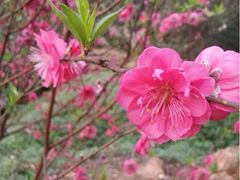 iphone_upload_pic-南国桃园旅游度假区