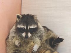 -浣熊柯尔鸭土拨鼠·电玩咖