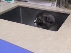 -乖乖宠物医院·猫科·急重症中心(车站北路分院)