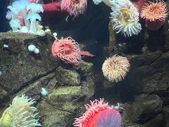 -瑞普利水族馆
