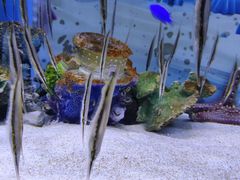 -左海海底世界