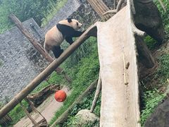-都江堰中华大熊猫苑
