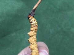 -比如骷髅墙景区