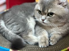 -车接车送·寄养洗护·德文猫舍(大宁店)
