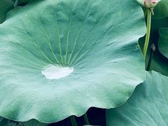 -荷塘月色湿地公园·向阳花洲