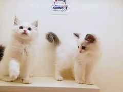 -十年猫舍·猫咪专门店(普陀店)
