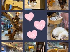 -more than meow吴止猫主题餐厅(承德 中船汇店)