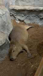 -Zoolung Zoolung动物主题公园(海信广场店)