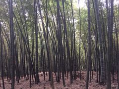 -西湖风景区十里琅珰-五云山