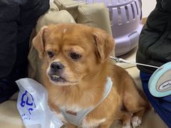 -宠颐生中康贝怡动物医院