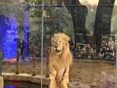 -清迈夜间动物园