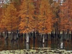 -白鹭湾湿地公园