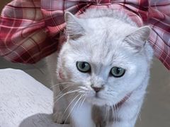 -藏猫猫咖啡主题馆(中央大道店)