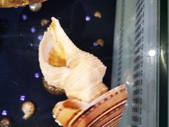 -青岛贝壳博物馆