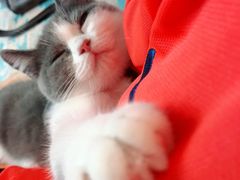 -瑞派名望24h动物医院异宠专科·猫专科·骨科·重症监护分院