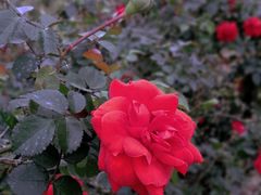 -文华公园(禅城区)