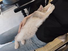 -琪喵猫屋·撸猫猫咖·猫舍