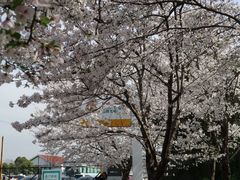 -顾村公园