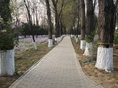 -大兴滨河森林公园