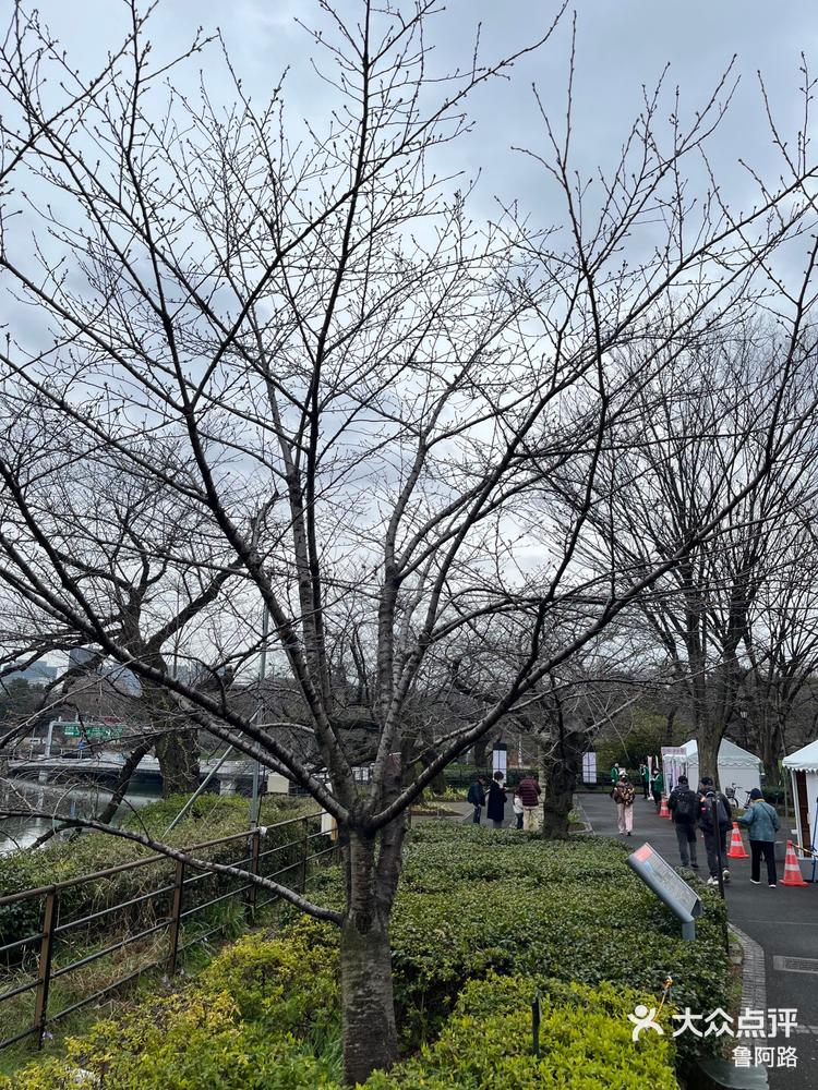 日本千鸟渊樱花还是花骨朵