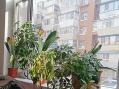 -鸡炖兔