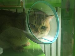 -唐小姐の猫狗洗护·购宠旗舰店(周浦万达店)